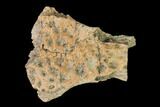 Fossil Crocodile Skull Scute - Lance Creek Formation, Wyoming #148816-1